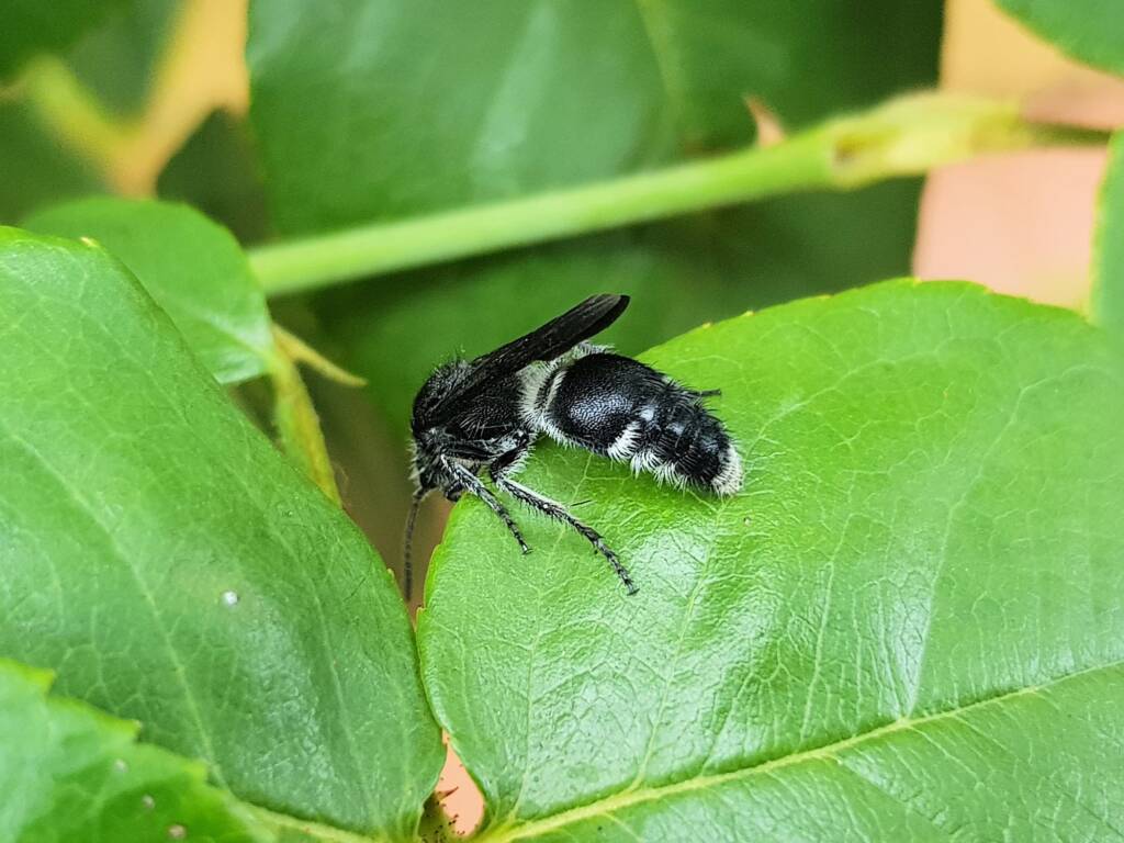 Velvet Ant (family Mutillidae), Alice Springs NT