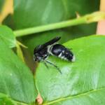 Velvet Ant (family Mutillidae), Alice Springs NT