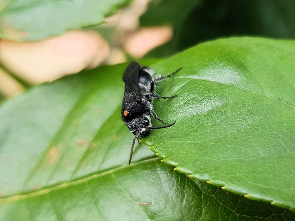 Velvet Ant (family Mutillidae), Alice Springs NT