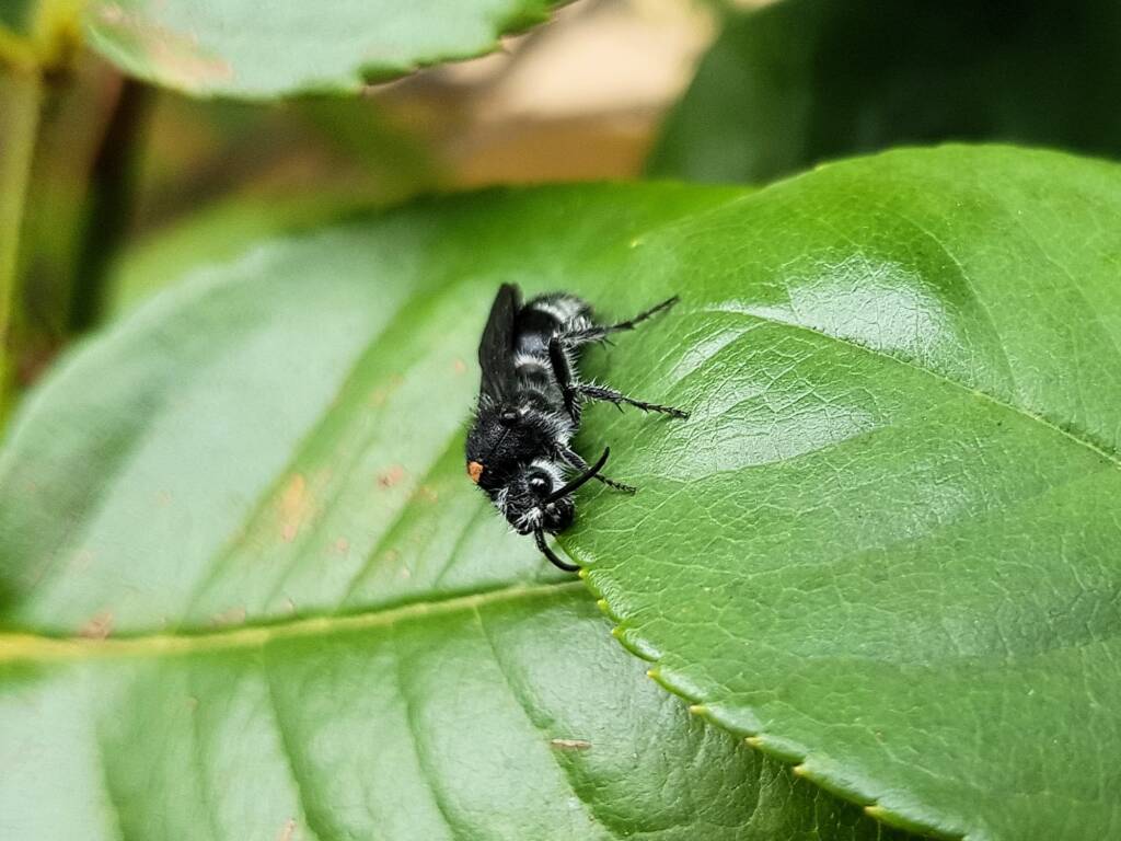 Velvet Ant (family Mutillidae), Alice Springs NT