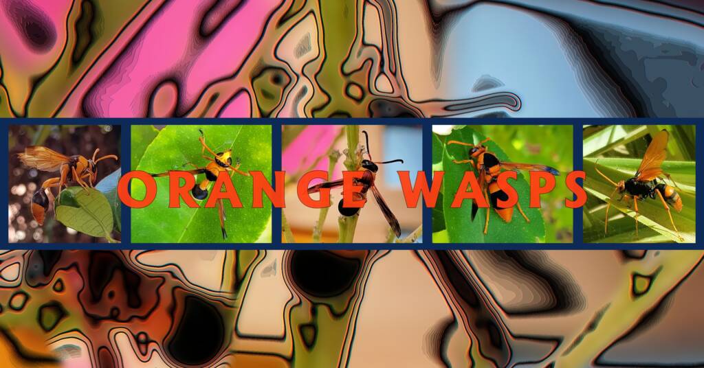 Orange Wasps - Ausemade filmstrip