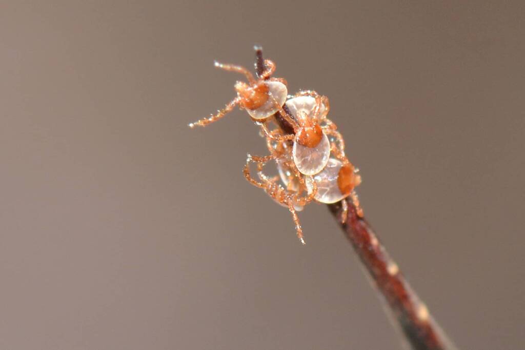 Pepper Ticks (Amblyomma triguttatum) - juveniles, Wandoo National Park WA © Jean and Fred Hort