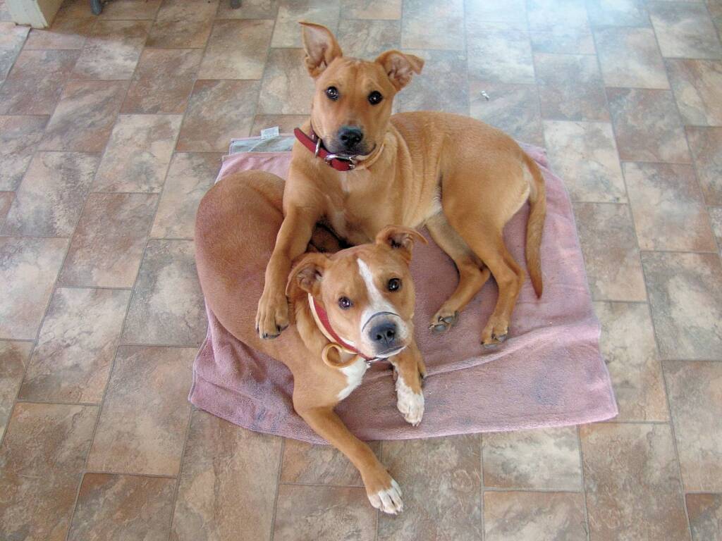 Pup and Ro, August 2009