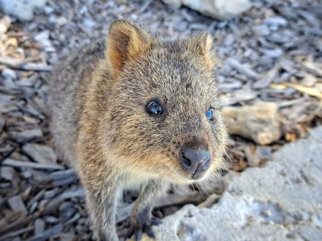 Quokka (Setonix brachyurus), Rottnest Island WA © Terry Dunham