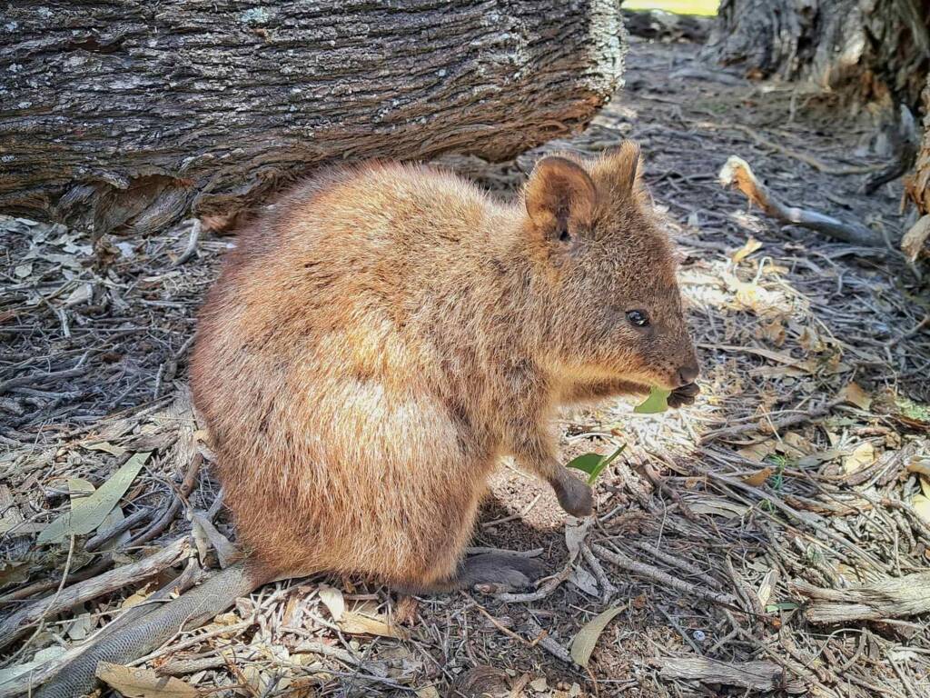 Quokka (Setonix brachyurus), Rottnest Island WA © Terry Dunham