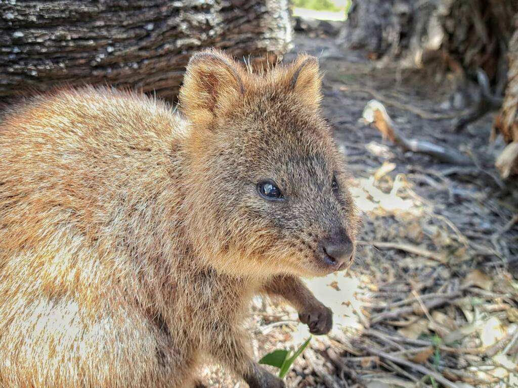 Quokka (Setonix brachyurus), Rottnest Island WA © Terry Dunham