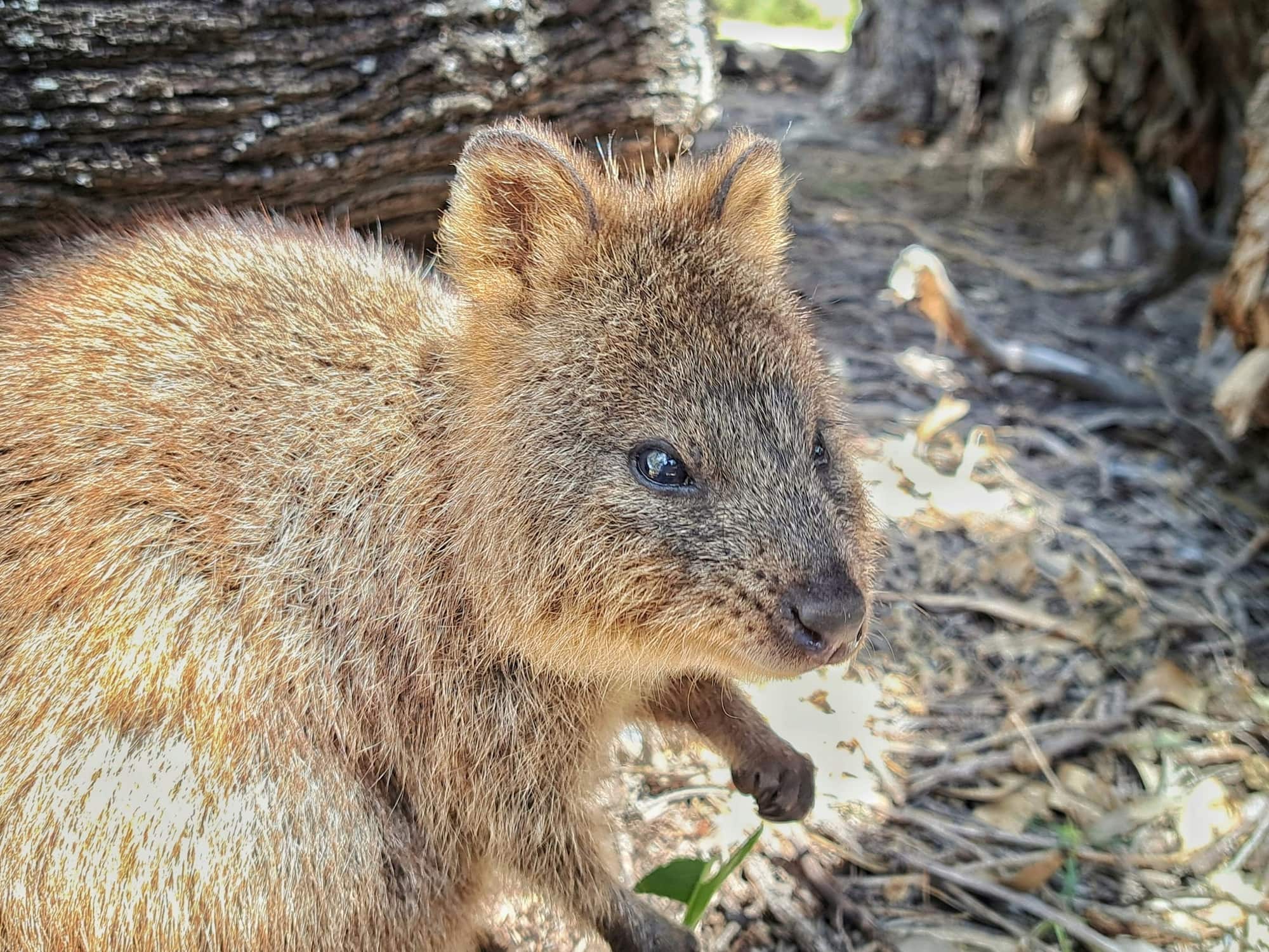 Quokka (Setonix brachyurus), Rottnest Island WA © Terry Dunham