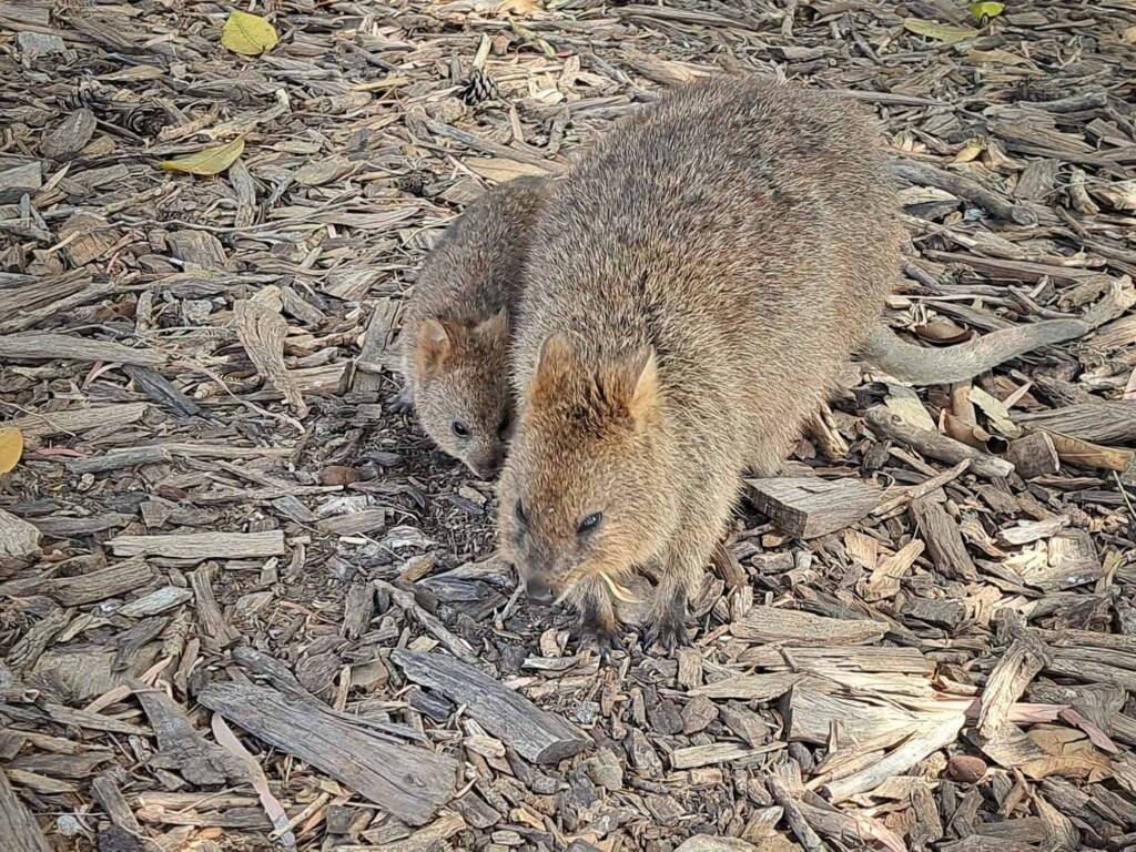 Quokka (Setonix brachyurus), Rottnest Island (Wadjemup) WA © Terry Dunham