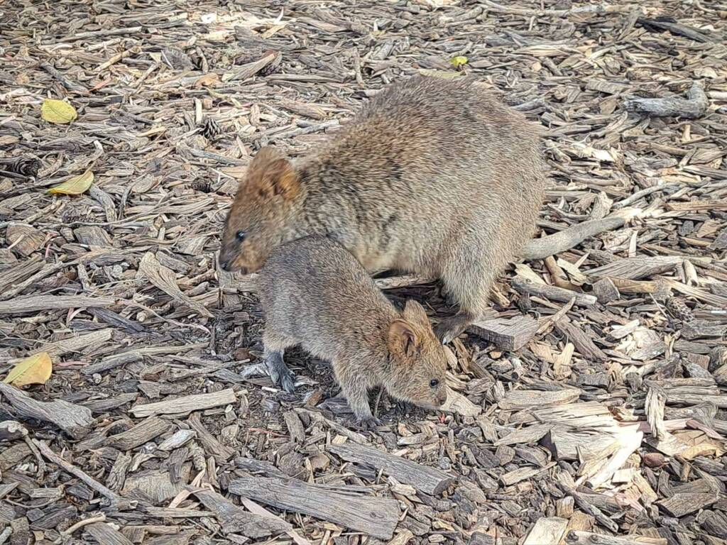 Quokka (Setonix brachyurus), Rottnest Island (Wadjemup) WA © Terry Dunham