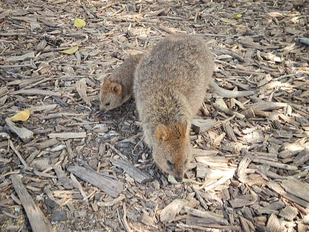 Quokka (Setonix brachyurus), Rottnest Island (Wadjemup) WA © Terry Dunham