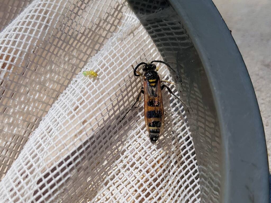 Male Radumeris tasmaniensis (Yellow Hairy Flower Wasp) rescued from a swimming pool, Alice Springs NT