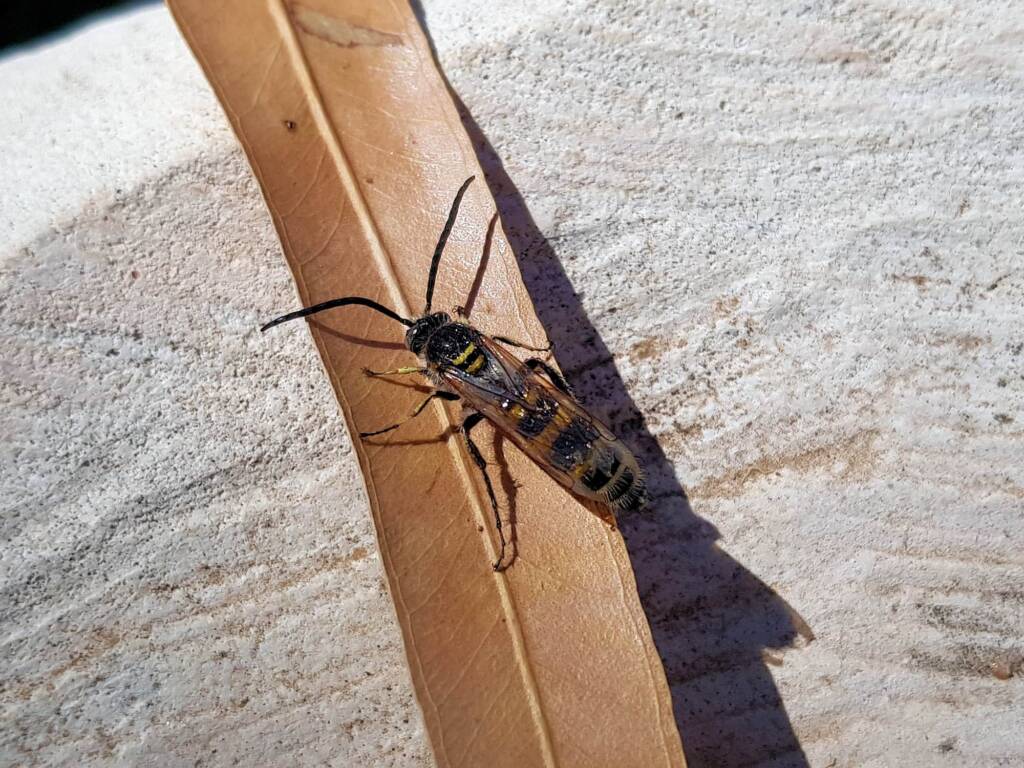 Male Radumeris tasmaniensis (Yellow Hairy Flower Wasp) rescued from a swimming pool, Alice Springs NT