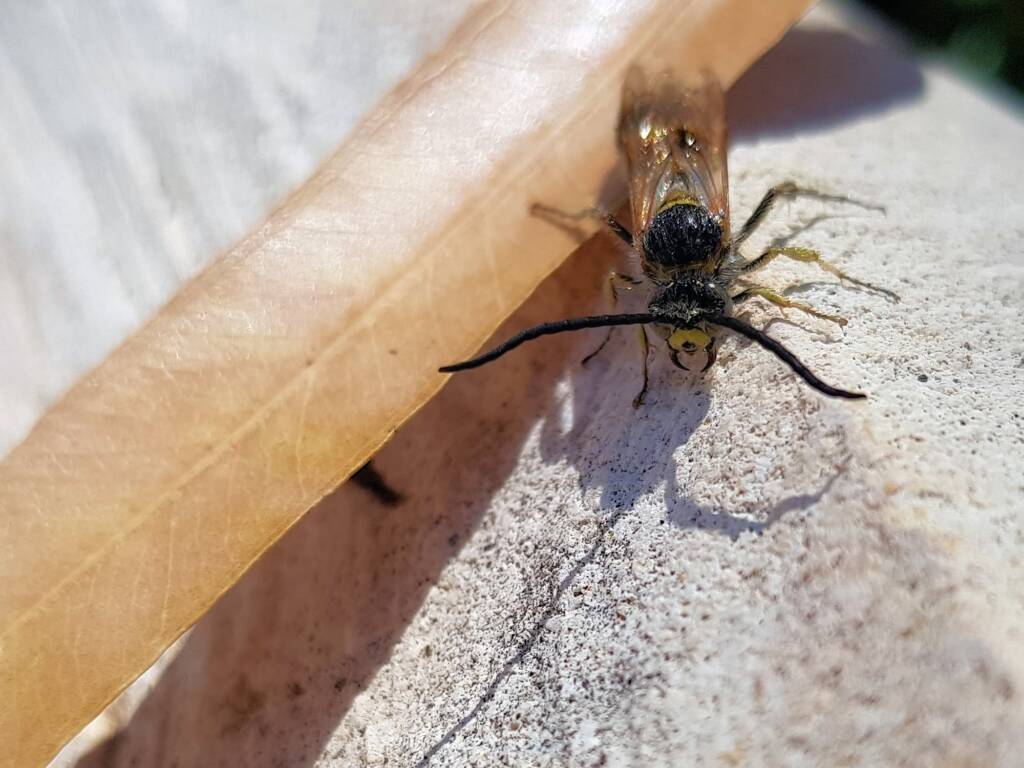 Male Radumeris tasmaniensis (Yellow Hairy Flower Wasp) rescued from a swimming pool, Alice Springs NT