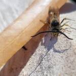 Male Radumeris tasmaniensis (Yellow Hairy Flower Wasp) rescued from a swimming pool, Alice Springs NT