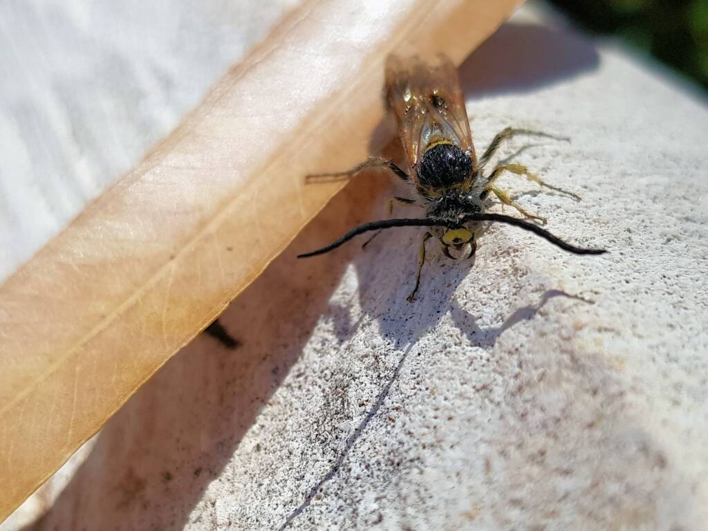 Male Radumeris tasmaniensis (Yellow Hairy Flower Wasp) rescued from a swimming pool, Alice Springs NT