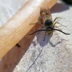 Male Radumeris tasmaniensis (Yellow Hairy Flower Wasp) rescued from a swimming pool, Alice Springs NT