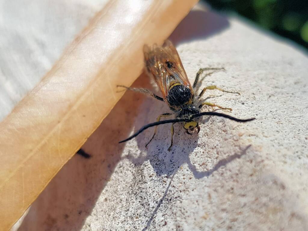 Male Radumeris tasmaniensis (Yellow Hairy Flower Wasp) rescued from a swimming pool, Alice Springs NT