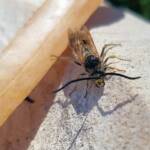 Male Radumeris tasmaniensis (Yellow Hairy Flower Wasp) rescued from a swimming pool, Alice Springs NT