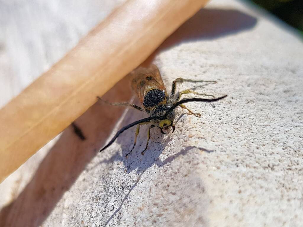 Male Radumeris tasmaniensis (Yellow Hairy Flower Wasp) rescued from a swimming pool, Alice Springs NT