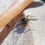 Male Radumeris tasmaniensis (Yellow Hairy Flower Wasp) rescued from a swimming pool, Alice Springs NT