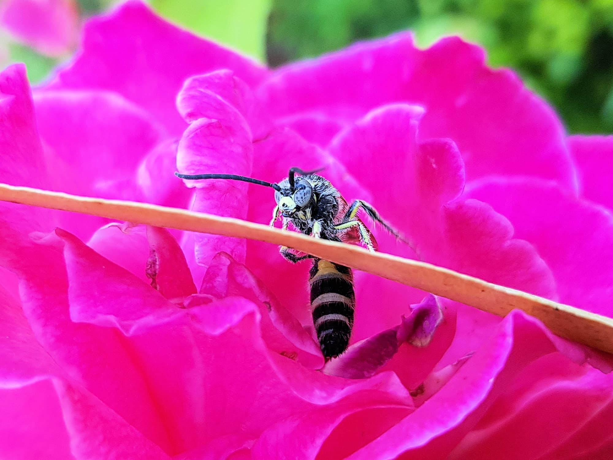 Male Radumeris tasmaniensis (Yellow Hairy Flower Wasp) rescued from a swimming pool, Alice Springs NT