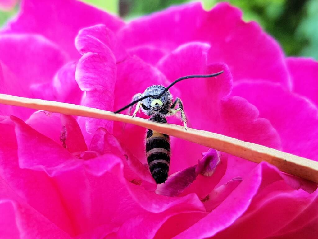 Male Radumeris tasmaniensis (Yellow Hairy Flower Wasp) rescued from a swimming pool, Alice Springs NT