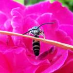 Male Radumeris tasmaniensis (Yellow Hairy Flower Wasp) rescued from a swimming pool, Alice Springs NT