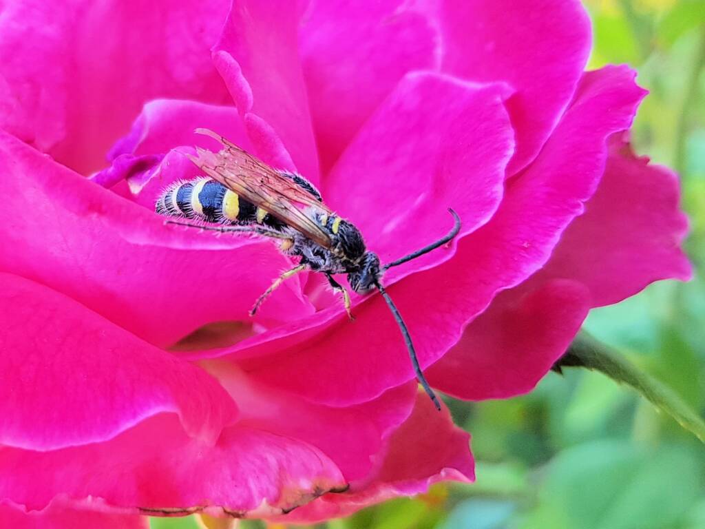 Male Radumeris tasmaniensis (Yellow Hairy Flower Wasp) rescued from a swimming pool, Alice Springs NT