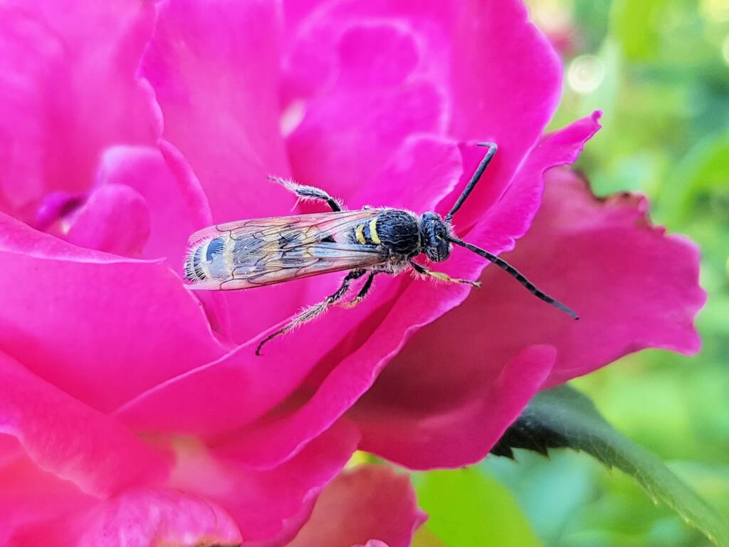 Male Radumeris tasmaniensis (Yellow Hairy Flower Wasp) rescued from a swimming pool, Alice Springs NT