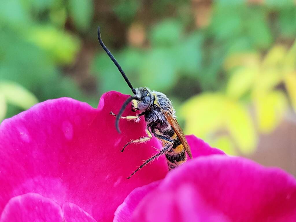 Male Radumeris tasmaniensis (Yellow Hairy Flower Wasp) rescued from a swimming pool, Alice Springs NT