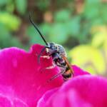 Male Radumeris tasmaniensis (Yellow Hairy Flower Wasp) rescued from a swimming pool, Alice Springs NT