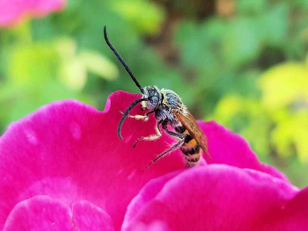 Male Radumeris tasmaniensis (Yellow Hairy Flower Wasp) rescued from a swimming pool, Alice Springs NT