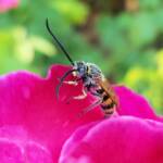 Male Radumeris tasmaniensis (Yellow Hairy Flower Wasp) rescued from a swimming pool, Alice Springs NT