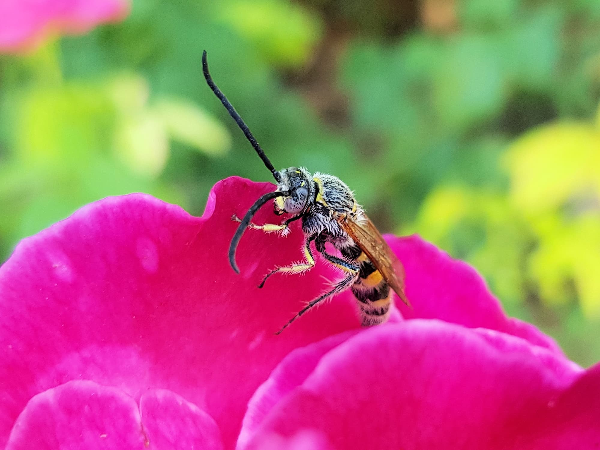 labour of love… native wasps