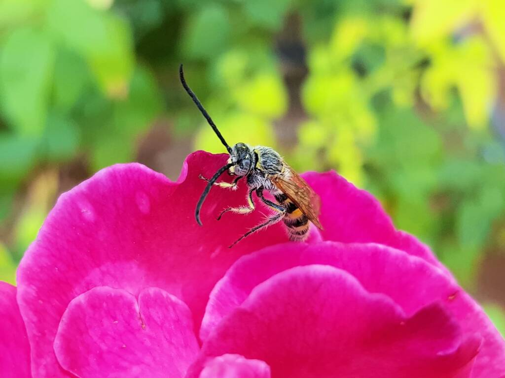Male Radumeris tasmaniensis (Yellow Hairy Flower Wasp) rescued from a swimming pool, Alice Springs NT