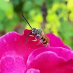 Male Radumeris tasmaniensis (Yellow Hairy Flower Wasp) rescued from a swimming pool, Alice Springs NT