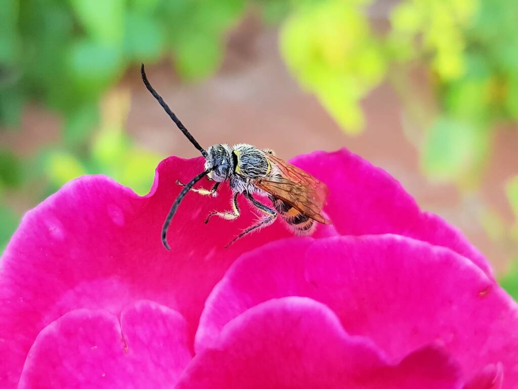 Male Radumeris tasmaniensis (Yellow Hairy Flower Wasp) rescued from a swimming pool, Alice Springs NT