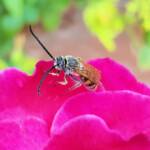 Male Radumeris tasmaniensis (Yellow Hairy Flower Wasp) rescued from a swimming pool, Alice Springs NT