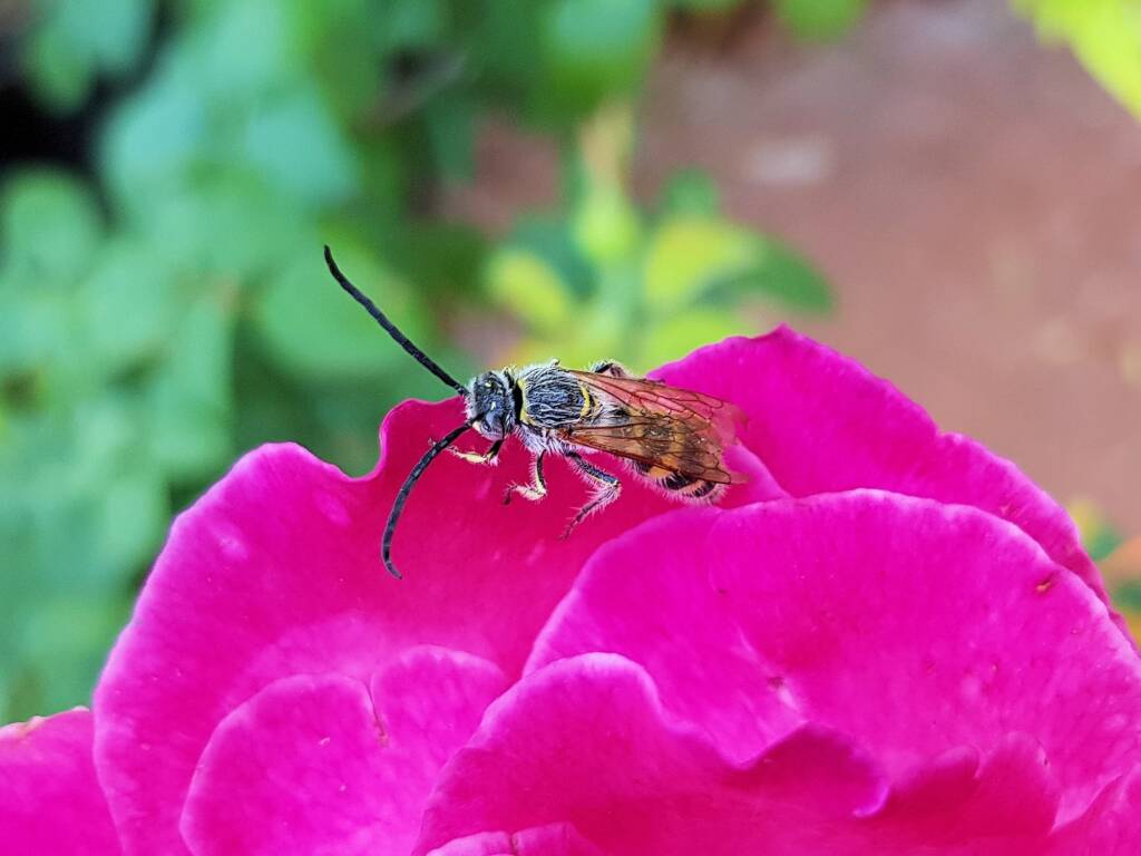 Male Radumeris tasmaniensis (Yellow Hairy Flower Wasp) rescued from a swimming pool, Alice Springs NT