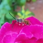 Male Radumeris tasmaniensis (Yellow Hairy Flower Wasp) rescued from a swimming pool, Alice Springs NT