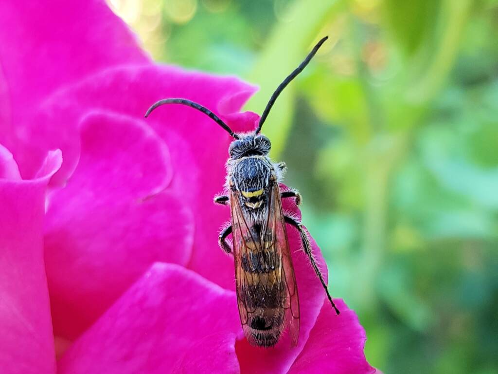 Male Radumeris tasmaniensis (Yellow Hairy Flower Wasp) rescued from a swimming pool, Alice Springs NT