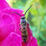 Male Radumeris tasmaniensis (Yellow Hairy Flower Wasp) rescued from a swimming pool, Alice Springs NT
