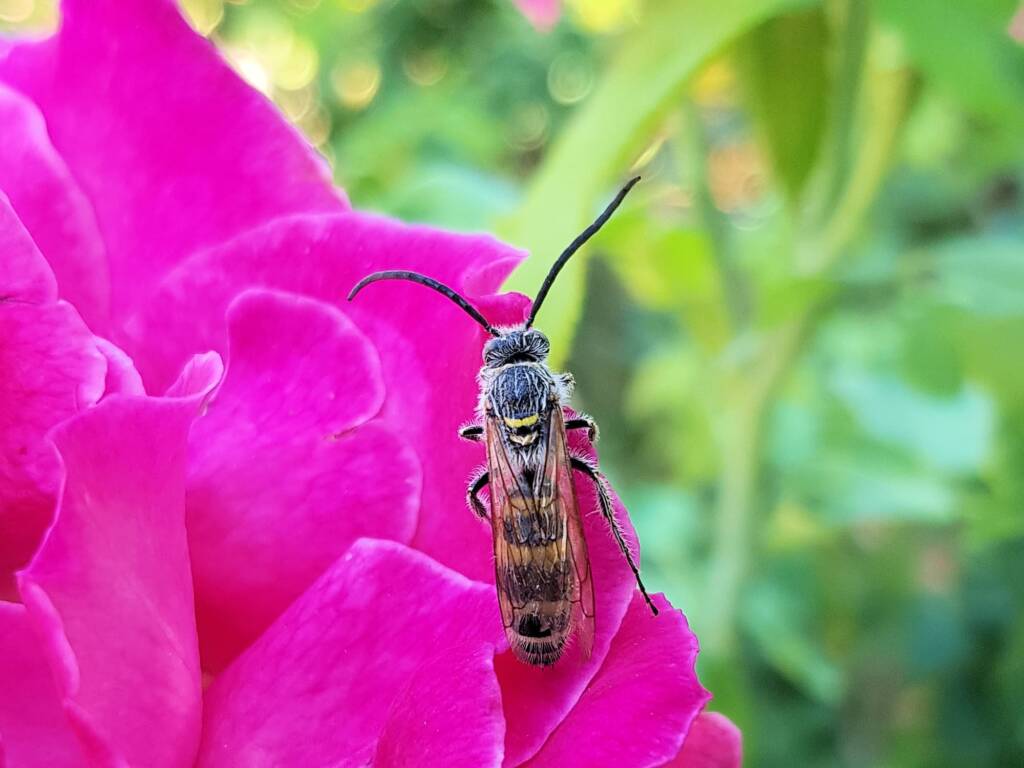 Male Radumeris tasmaniensis (Yellow Hairy Flower Wasp) rescued from a swimming pool, Alice Springs NT