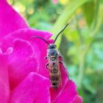 Male Radumeris tasmaniensis (Yellow Hairy Flower Wasp) rescued from a swimming pool, Alice Springs NT