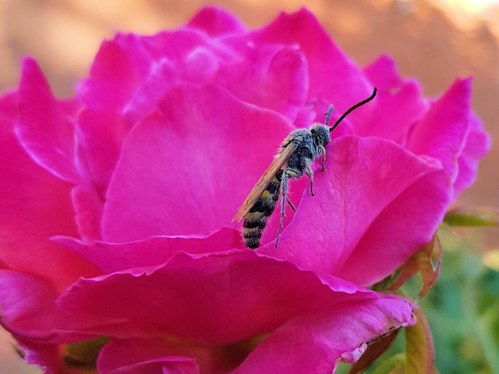 Male Radumeris tasmaniensis (Yellow Hairy Flower Wasp) rescued from a swimming pool, Alice Springs NT