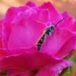 Male Radumeris tasmaniensis (Yellow Hairy Flower Wasp) rescued from a swimming pool, Alice Springs NT