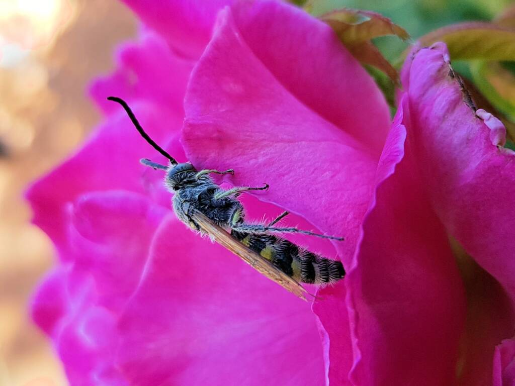 Male Radumeris tasmaniensis (Yellow Hairy Flower Wasp) rescued from a swimming pool, Alice Springs NT