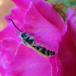 Male Radumeris tasmaniensis (Yellow Hairy Flower Wasp) rescued from a swimming pool, Alice Springs NT