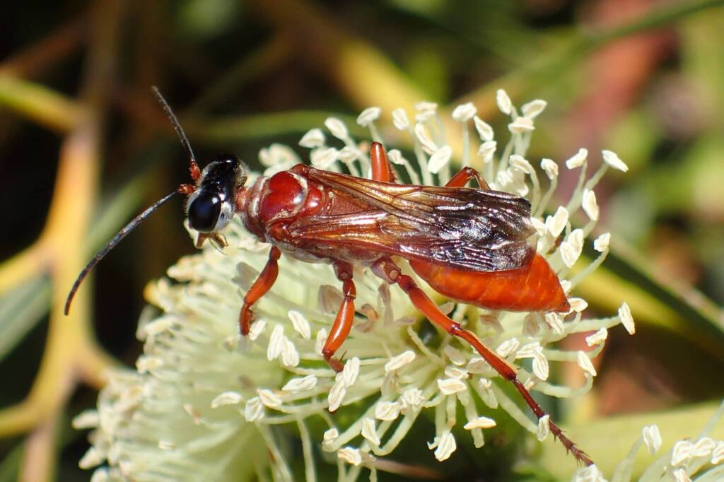 Sphex rhodosoma, Geraldton, Midwest WA © Gary Taylor
