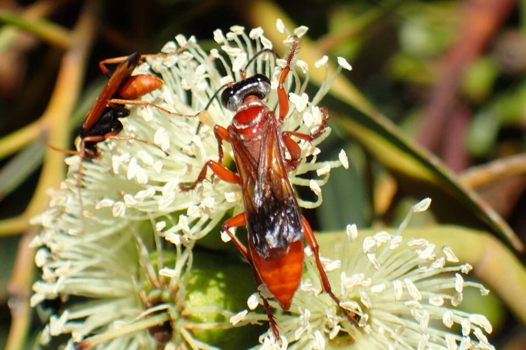 Sphex rhodosoma, Geraldton, Midwest WA © Gary Taylor